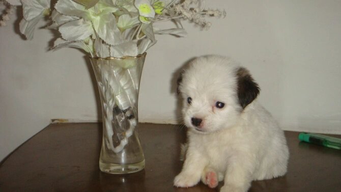 和蹦豆的二十三个日子作文